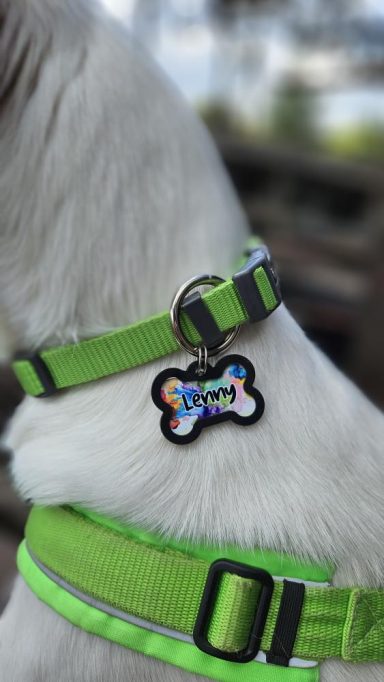 Fokus auf eine bunte Hundemarke