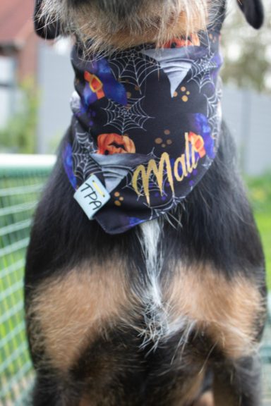 Fokus Hallooweenhalstuch 