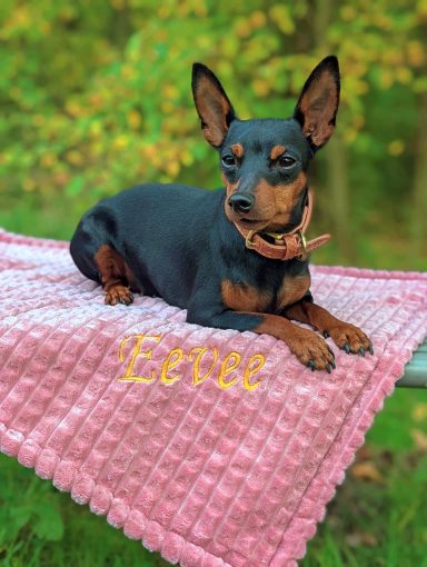 Zwergpinscher auf roas Decke