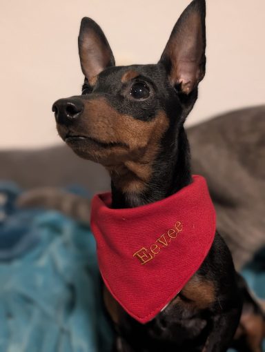 Zwergpinscher mit Rotem Halstuch
